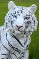 picture of WHITE TIGER STATUE WHITE TIGER FIGURINE