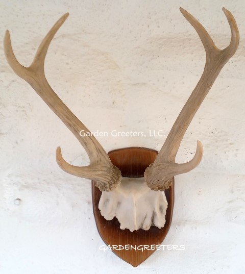 picture of DEER ANTLER TROPHY WALL MOUNT STATUE - Click Image to Close