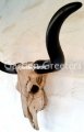 picture of LARGE-LONG-HORN-COW-HEAD-SKULL-LONGHORN STEER WALL MOUNT