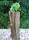 picture of IGUANA ON LOG