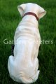 picture of YELLOW LABRADOR RETRIEVER STATUE FIGURINE DOG STATUE