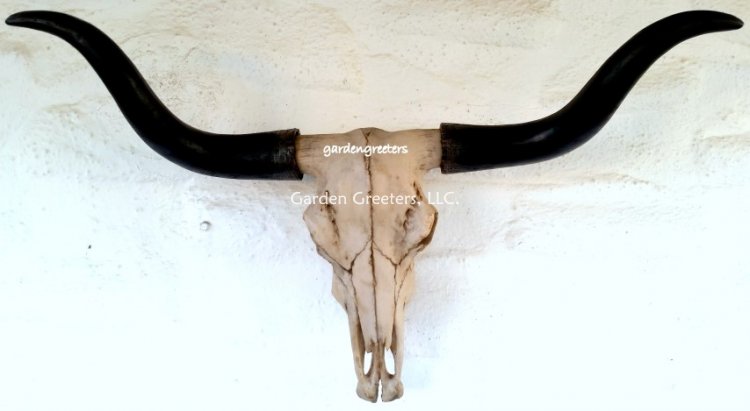 picture of LARGE-LONG-HORN-COW-HEAD-SKULL-LONGHORN STEER WALL MOUNT - Click Image to Close