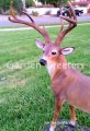 picture of LARGE DEER STATUE 8 POINT BUCK STATUE