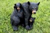 picture of BLACK BEAR WITH BABY BEARS STATUE